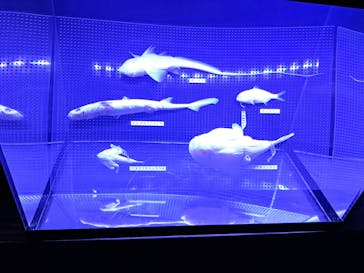 大分マリーンパレス水族館 「うみたまご」に投稿された画像（2024/11/20）
