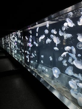 伊豆・三津シーパラダイスに投稿された画像（2024/11/20）