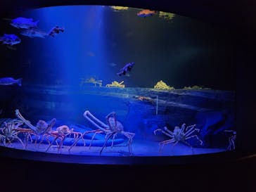 竹島水族館に投稿された画像（2024/11/20）