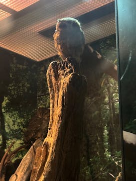 世界淡水魚園水族館　アクア・トトぎふに投稿された画像（2024/11/20）