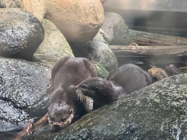 世界淡水魚園水族館　アクア・トトぎふに投稿された画像（2024/11/20）