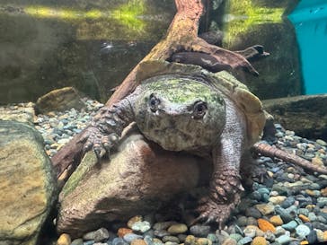 世界淡水魚園水族館　アクア・トトぎふに投稿された画像（2024/11/20）