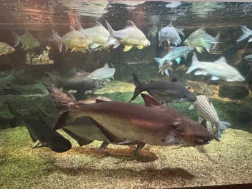 世界淡水魚園水族館　アクア・トトぎふに投稿された画像（2024/11/20）