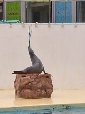 伊豆・三津シーパラダイスに投稿された画像（2024/11/20）