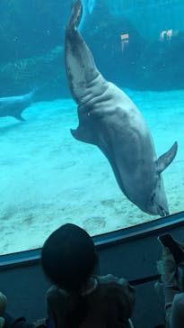 名古屋港水族館に投稿された画像（2024/11/20）