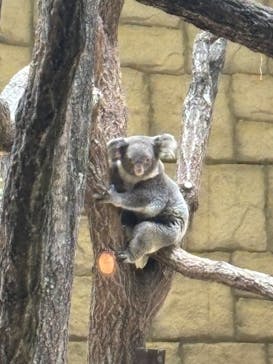 名古屋市東山動植物園に投稿された画像（2024/11/20）