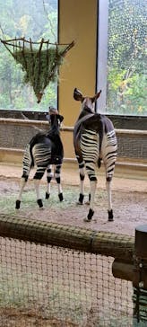 よこはま動物園ズーラシアに投稿された画像（2024/11/20）