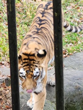 那須サファリパークに投稿された画像（2024/11/21）