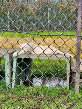 那須サファリパークに投稿された画像（2024/11/21）