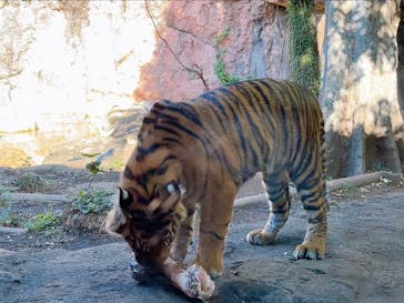 恩賜上野動物園に投稿された画像（2024/11/21）