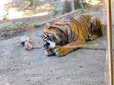 恩賜上野動物園に投稿された画像（2024/11/21）