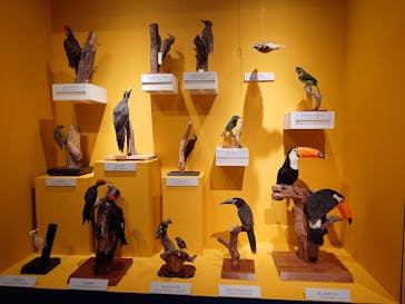 特別展「鳥 ～ゲノム解析が解き明かす新しい鳥類の系統～」国立科学博物館に投稿された画像（2024/11/21）