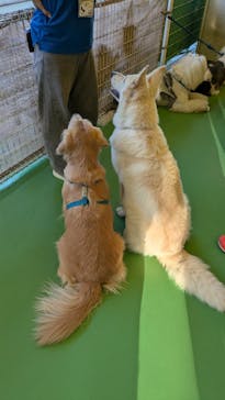 つくばわんわんランドに投稿された画像（2024/11/21）