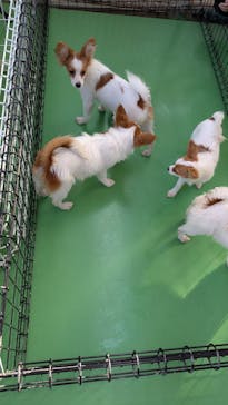 つくばわんわんランドに投稿された画像（2024/11/21）