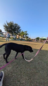 つくばわんわんランドに投稿された画像（2024/11/21）