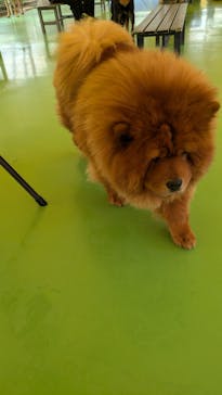 つくばわんわんランドに投稿された画像（2024/11/21）