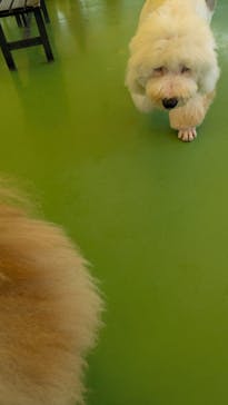 つくばわんわんランドに投稿された画像（2024/11/21）