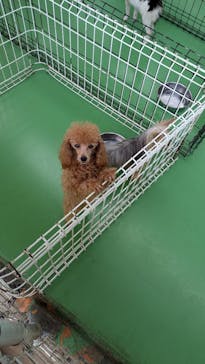 つくばわんわんランドに投稿された画像（2024/11/21）