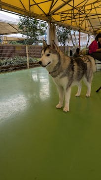 つくばわんわんランドに投稿された画像（2024/11/21）