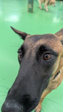 つくばわんわんランドに投稿された画像（2024/11/21）