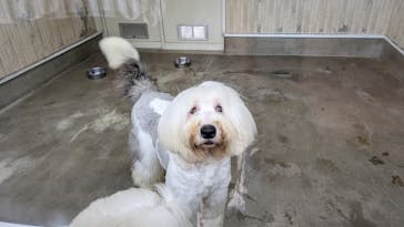 つくばわんわんランドに投稿された画像（2024/11/21）