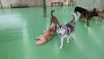 つくばわんわんランドに投稿された画像（2024/11/21）