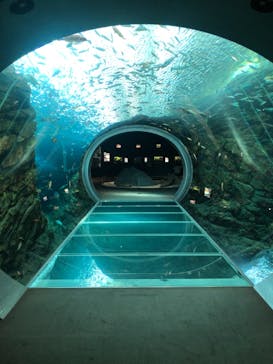 上越市立水族博物館 うみがたりに投稿された画像（2024/11/21）