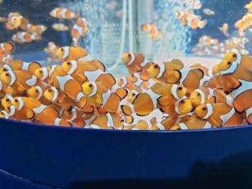 鴨川シーワールドに投稿された画像（2024/11/21）