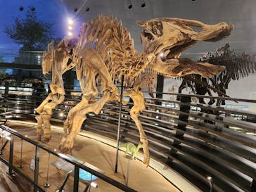 福井県立恐竜博物館に投稿された画像（2024/11/21）