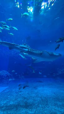 沖縄美ら海水族館に投稿された画像（2024/11/21）