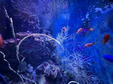 沖縄美ら海水族館に投稿された画像（2024/11/21）