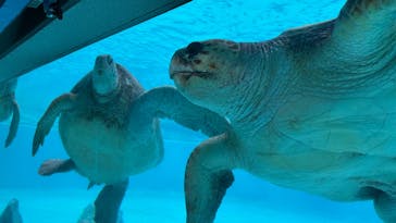 沖縄美ら海水族館に投稿された画像（2024/11/21）
