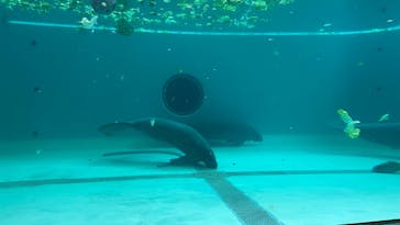 沖縄美ら海水族館に投稿された画像（2024/11/21）