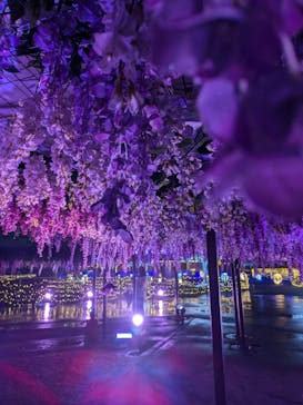 東京メガイルミに投稿された画像（2024/11/21）