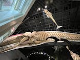 国立科学博物館に投稿された画像（2024/11/21）