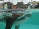 下田海中水族館に投稿された画像（2024/11/21）