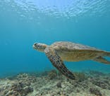 宮古島 ADVENTURE PiPi（ミヤコジマ アドベンチャー ピピ）に投稿された画像（2024/11/21）