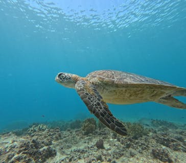 宮古島 ADVENTURE PiPi（ミヤコジマ アドベンチャー ピピ）に投稿された画像（2024/11/21）