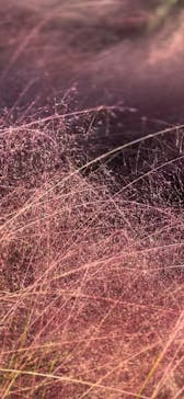 万博記念公園に投稿された画像（2024/11/21）