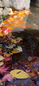 万博記念公園に投稿された画像（2024/11/21）