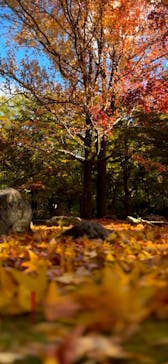 万博記念公園に投稿された画像（2024/11/21）