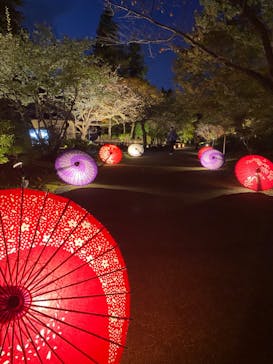 国営昭和記念公園 秋の夜散歩に投稿された画像（2024/11/21）