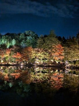 国営昭和記念公園 秋の夜散歩に投稿された画像（2024/11/21）