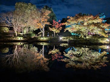 国営昭和記念公園 秋の夜散歩に投稿された画像（2024/11/21）