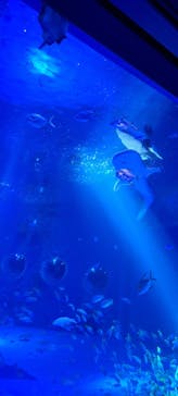のとじま水族館に投稿された画像（2024/11/21）