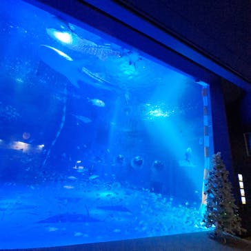 のとじま水族館に投稿された画像（2024/11/21）