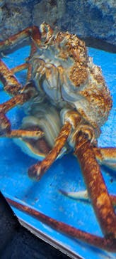 のとじま水族館に投稿された画像（2024/11/21）