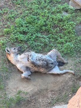 天王寺動物園に投稿された画像（2024/11/22）