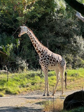 天王寺動物園に投稿された画像（2024/11/22）