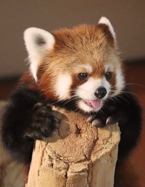 ネオパークオキナワに投稿された画像（2024/6/17）